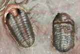 Cluster of Basseiarges & Phacopid Trilobites - Jorf, Morocco #131292-2